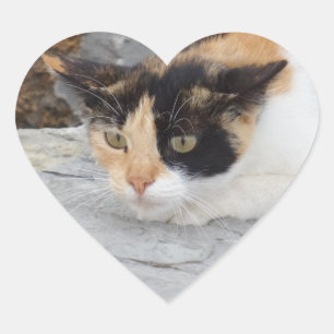 Focused Cat Heart Sticker