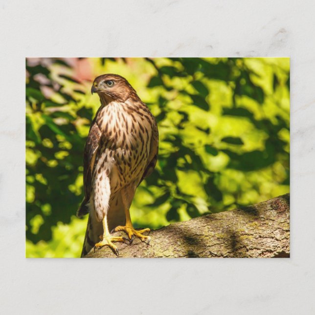 Focused Postcard (Front)