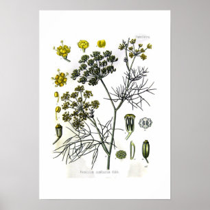 Foeniculum capillaceum(fennel) poster