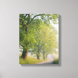 Fog covered road, Cades Cove, Great Smoky Canvas Print
