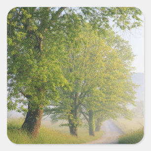 Fog covered road, Cades Cove, Great Smoky Square Sticker