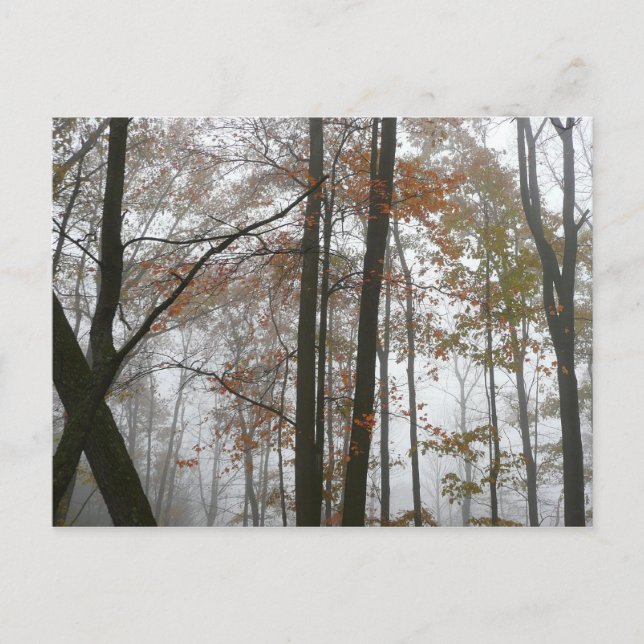 Foggy Fall in Pennsylvania Autumn Nature Postcard (Front)