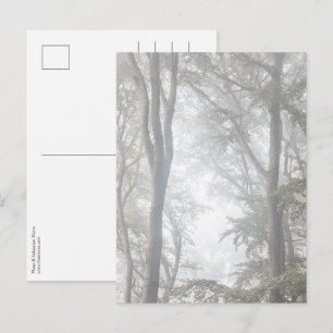 Foggy Forest Nature Photo Postcard