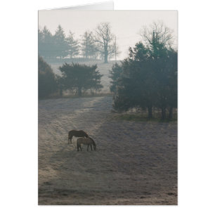 Foggy Grazing