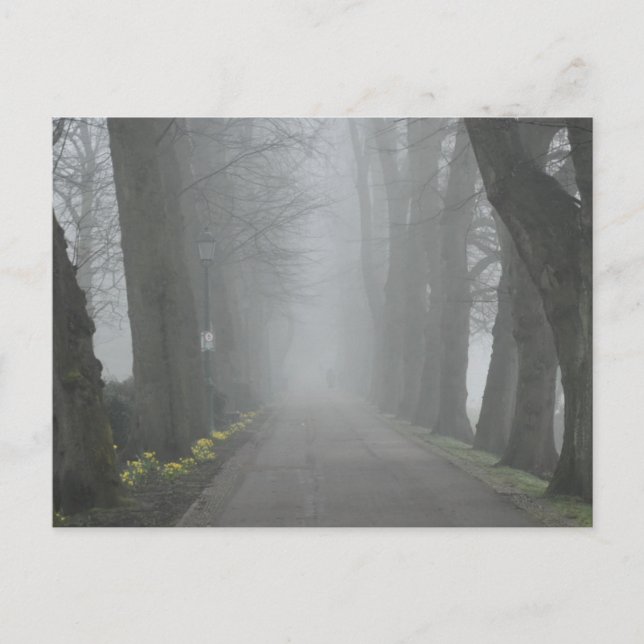 Foggy Morning  Postcard (Front)
