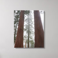 Foggy Morning & Spring Snow Under Giant Sequoia