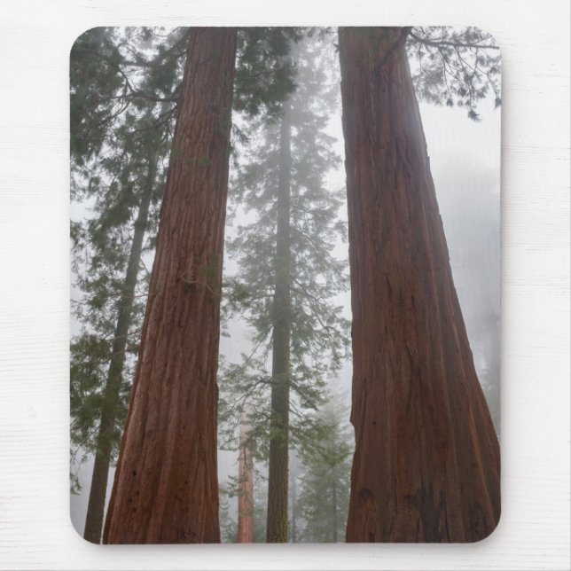 Foggy Morning & Spring Snow Under Giant Sequoia Mouse Pad (Front)