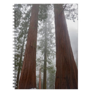Foggy Morning & Spring Snow Under Giant Sequoia Notebook