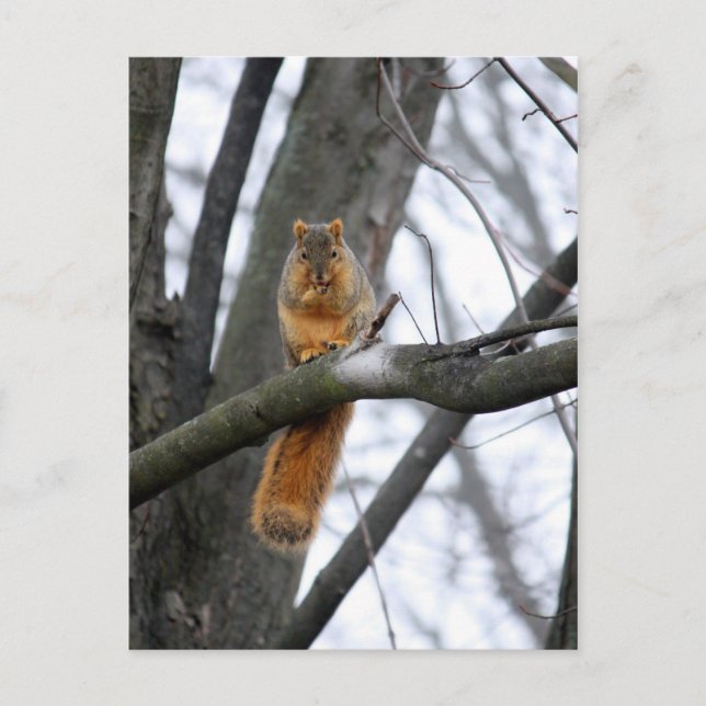Foggy Morning Squirrel Postcard (Front)