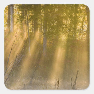 Foggy Sunrise at Tamarac NWR near Detroit Lakes Square Sticker