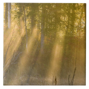 Foggy Sunrise at  Tamarac NWR near Detroit Lakes Tile