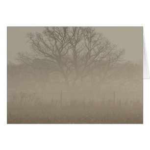Foggy Tree