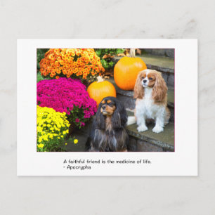 Foi Ami Cavalier King Charles Carte postale