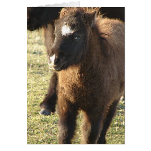 Foie de mini-cheval (Devant)