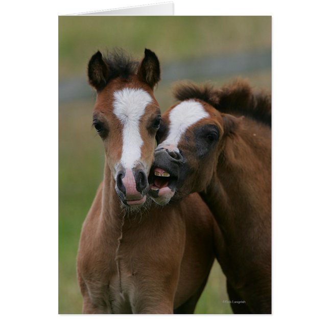 Foies jouant (Devant)