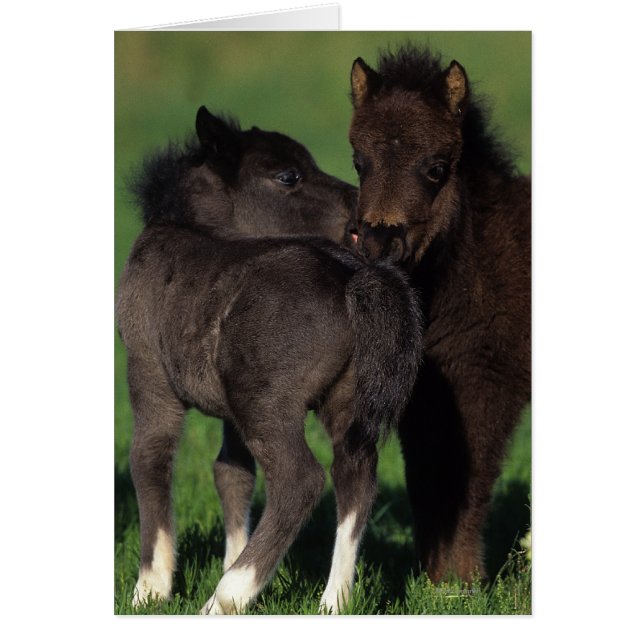 Foies miniatures 1 (Devant)