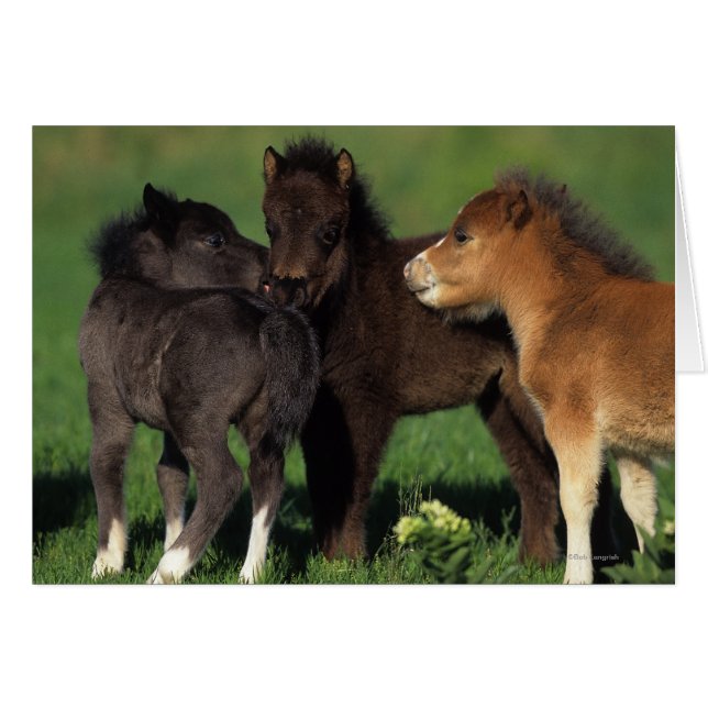 Foies miniatures 1 (Devant horizontal)