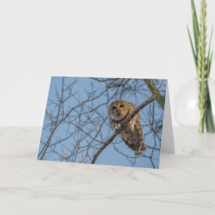 Folded Blank Notecard of a Barred Owl