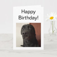 Folded Card Scared Dog Meme