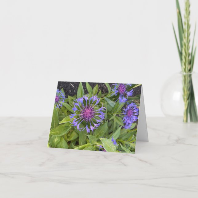 Folded Greeting Card (Front)