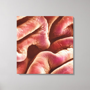 Folds of the human bladder epithelium canvas print