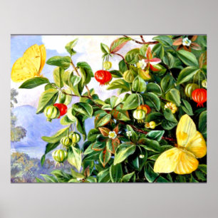 Foliage, Flowers and Fruit of the Pitanga - Jamaic Poster