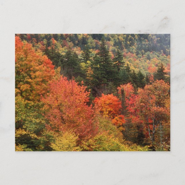 Foliage in the White Mountains Postcard (Front)