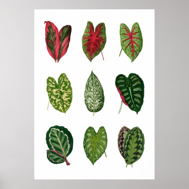 Foliage Poster (Front)