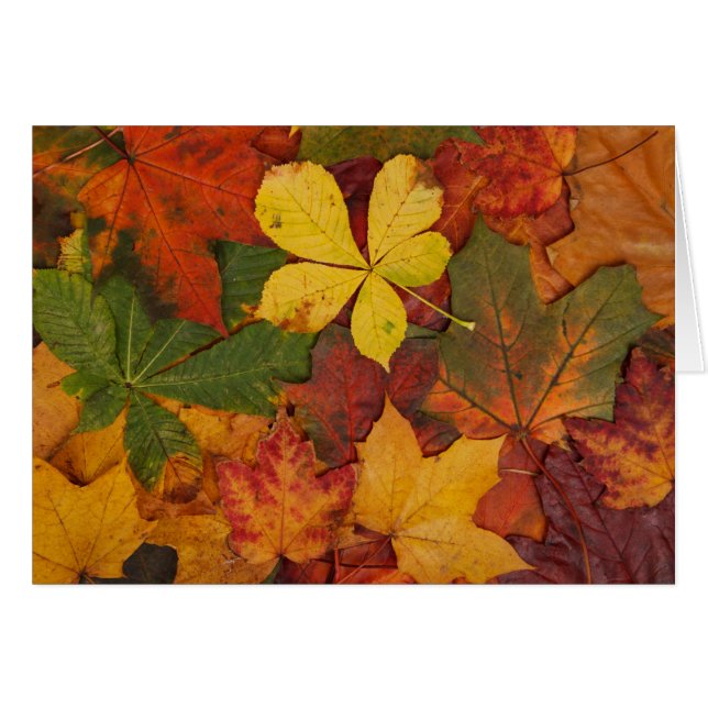Folithe d'automne (Devant Horizontal)