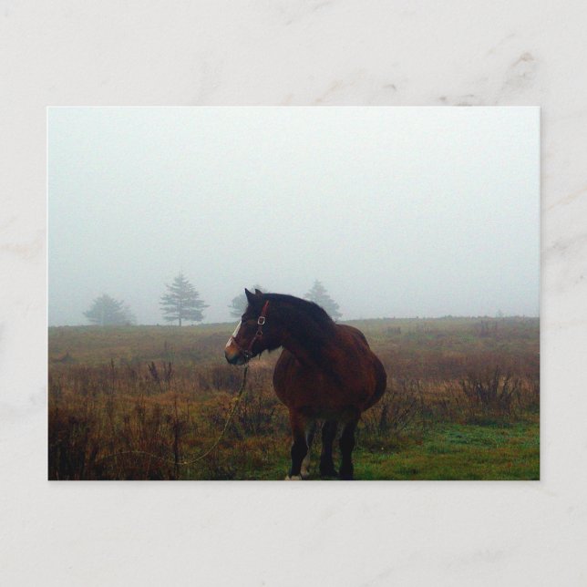 Follow Me Postcard (Front)