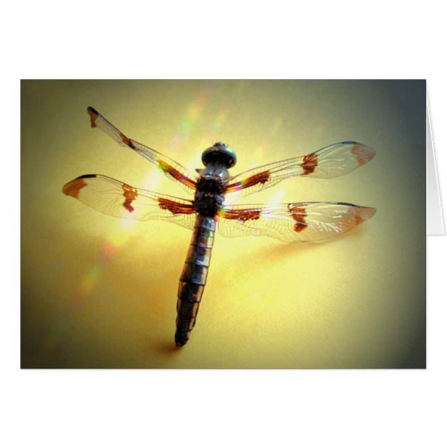 Follow The Light - Dragonfly Only (Front Horizontal)