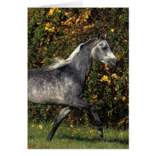 Fonctionnement d'Arabes : Automne