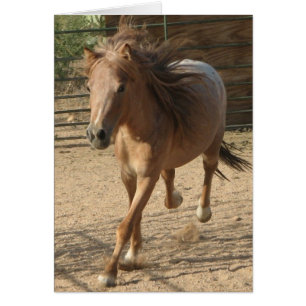 Fonctionnement de Kota