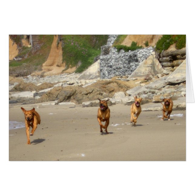 Fonctionnement de Rhodesian Ridgebacks (Devant horizontal)