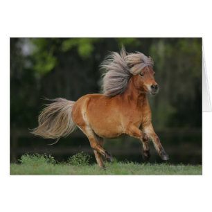 Fonctionnement miniature de cheval
