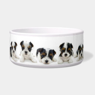 Food Bowl - Biewer Terrier Puppy