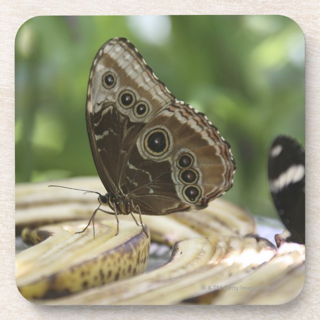 Food for Butterflies Coaster (Front)