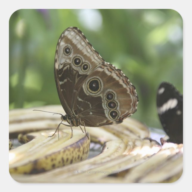 Food for Butterflies Square Sticker (Front)
