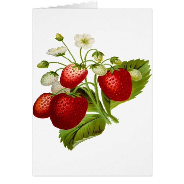 Food fruit leaf leafy (Devant)