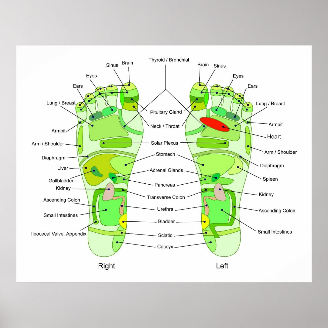 Foot Acupressure Diagram Poster Zazzle