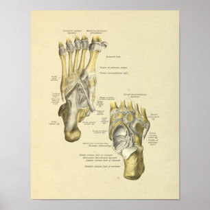 Foot Ankle Anatomy Bones Joints Print