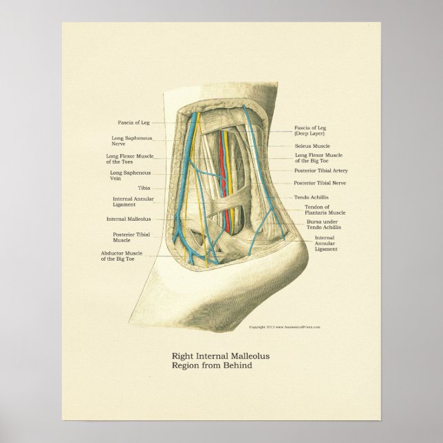 Foot & Ankle Internal Anatomy Poster (Front)