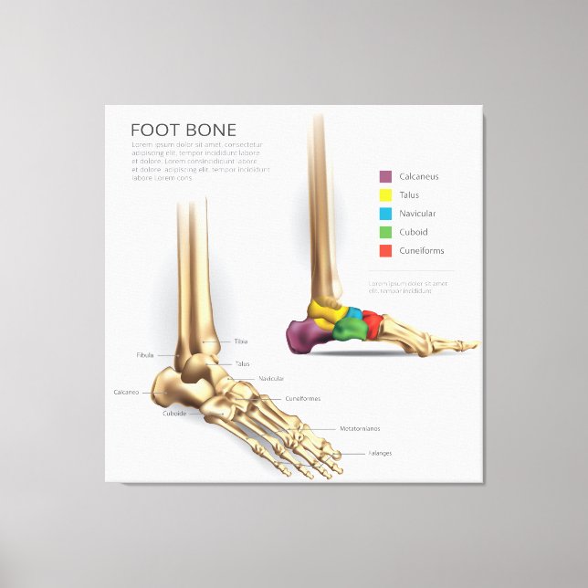  Foot Bone Anatomy Canvas Print (Front)