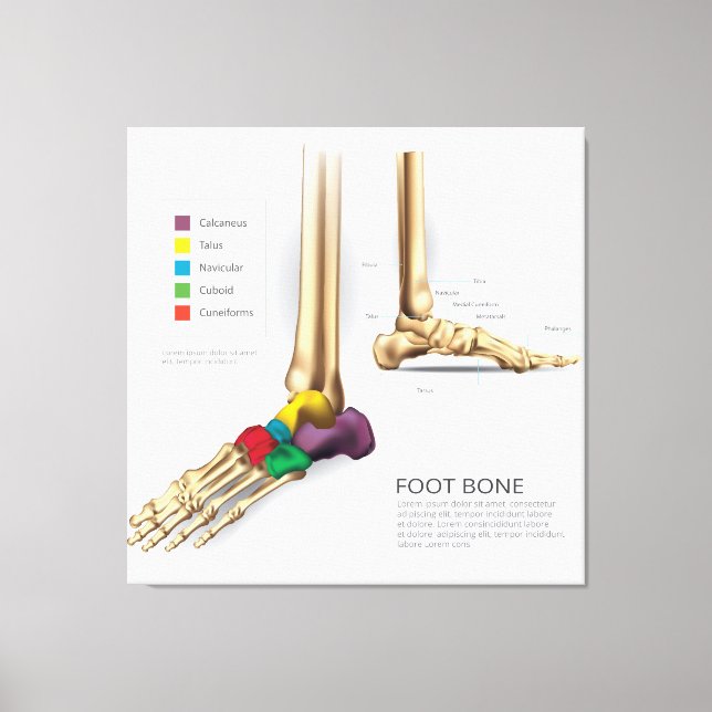 Foot Bone Canvas Print (Front)