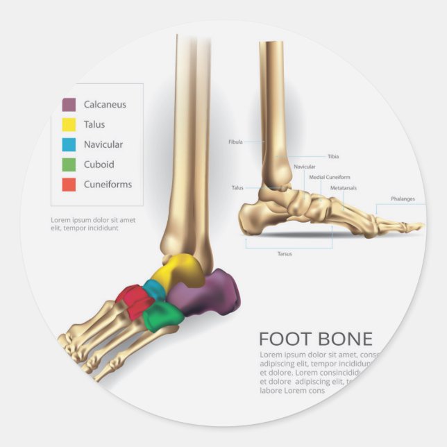 Foot Bone Classic Round Sticker (Front)
