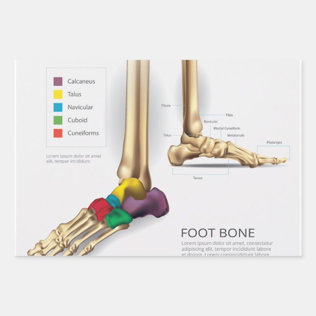 Foot Bone Wrapping Paper Sheet (Front)