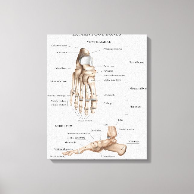 Foot Bones Anatomy Canvas Print (Front)