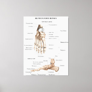 Foot Bones Anatomy Canvas Print