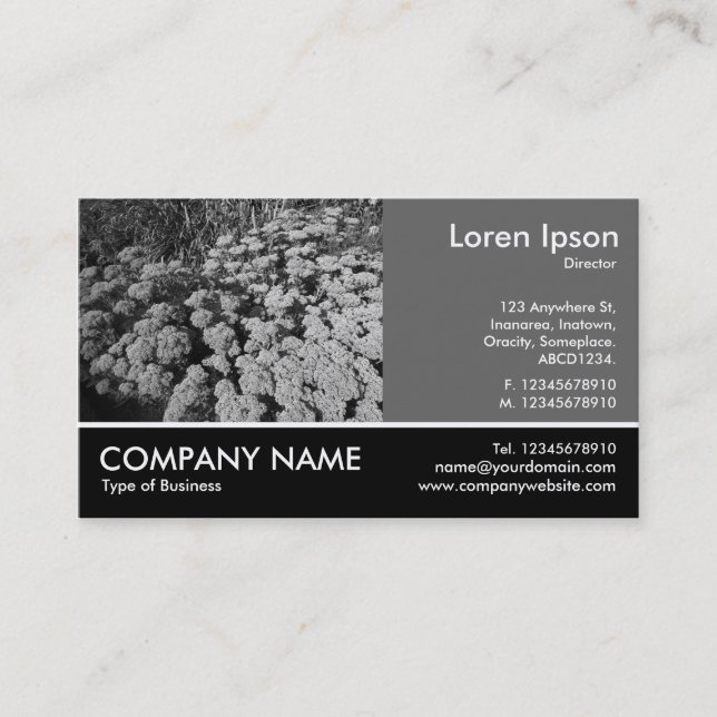 Footed Photo - 60pc Grey - Sedum Autumn Joy (B&W) Business Card (Front)