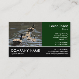 Footed Photo - Canada Geese with Goslings Business Card